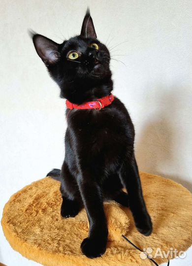 Чаузи из питомника