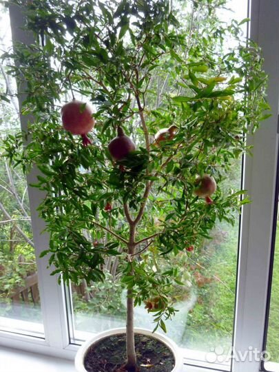 Гранат с плодами и бутонами разного размера и др п