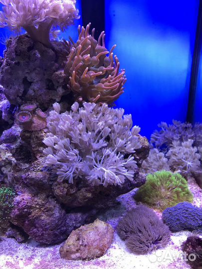 Коралл Ксения пульсирующая