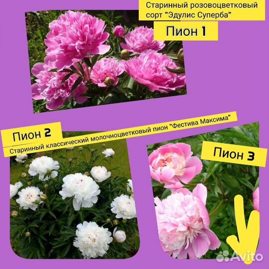 Пионы (310-350) и ирисы разных сортов (100)