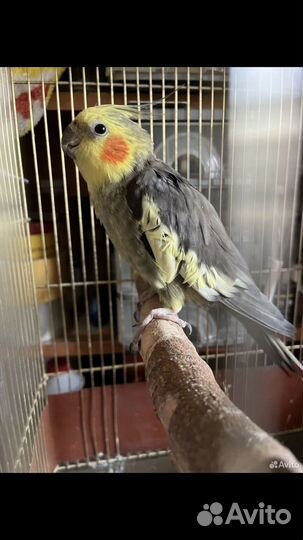Попугай корелла мальчик с клеткой