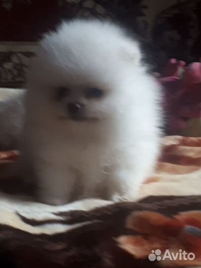 Щенки померанского шпица