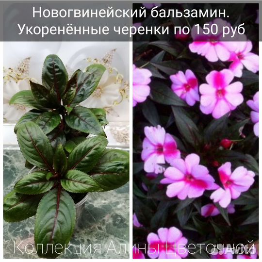 Экзотические бальзамины