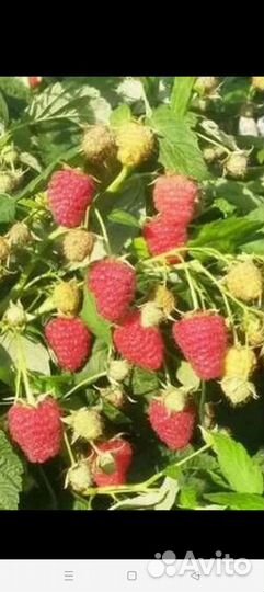 Саженцы малины