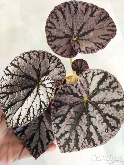 Бегония декоротивно-лиственная