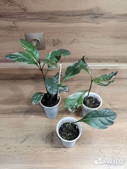 Комнатные цветы