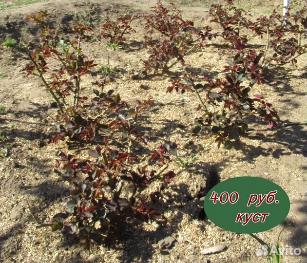 Роза. Красная. Купить цветы