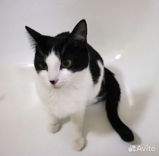 Шкода милая кошечка