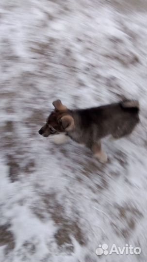 Лайка охотничья