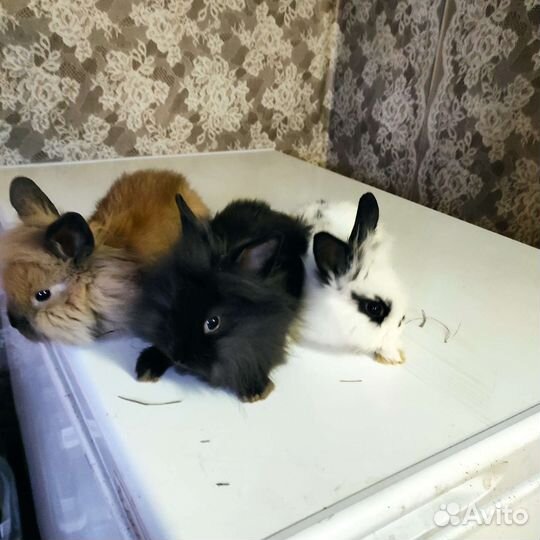 Карликовые кролики