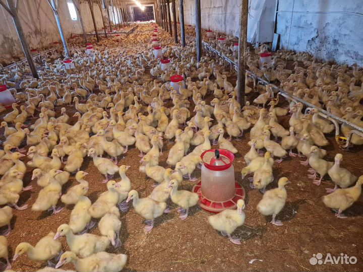 Гусята муларды утята