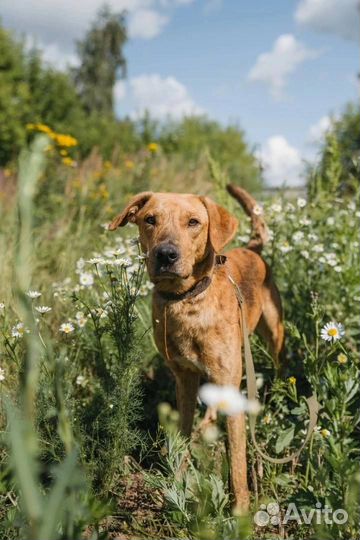 Роскошный пёс в добрые руки