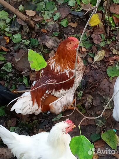 Молодой петух