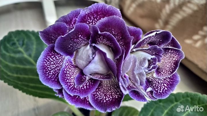 Глоксинии, листья сортовых сеянцев на срез