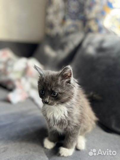 Котенок в дар