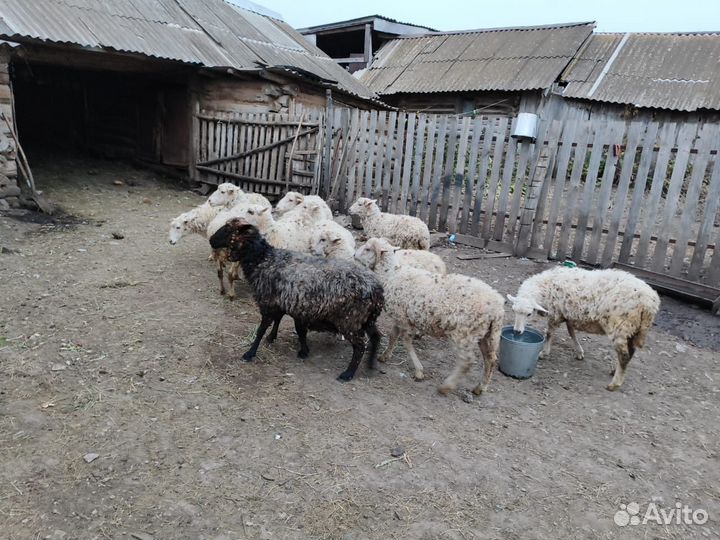 Бараны, овцы