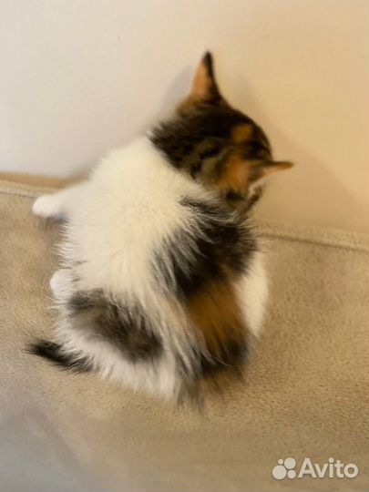 Кошка в добрые руки