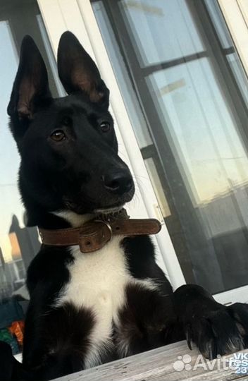 Выгул собак