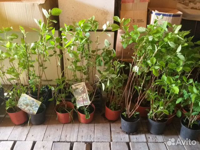 Гортензия крупнолистная саженцы