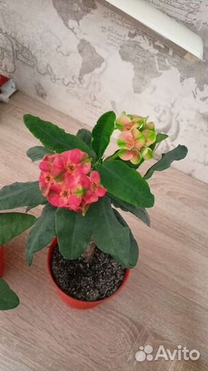 Молочай миля,эуфорбия цветущие, отростки,сортовые