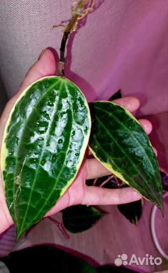 Хойи срез и укорененные три сорта