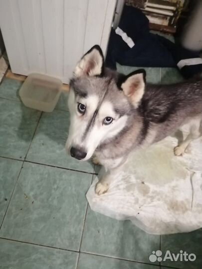 Хаски в добрые руки