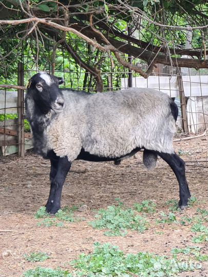 Продам Романовского барана на племя