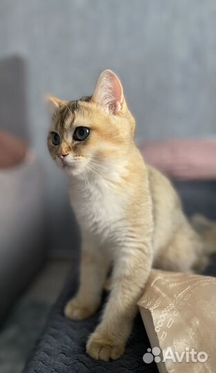 Британская золотая шиншилла