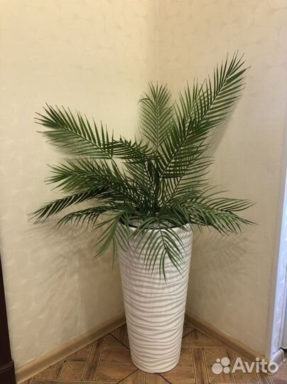 Декоративные растения