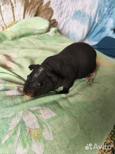 Морская свинка скинни