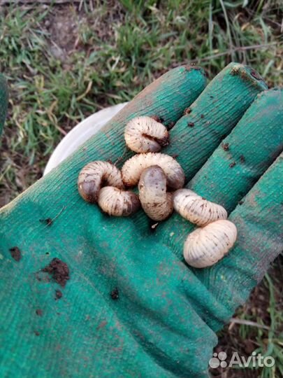 Личинка майского жука