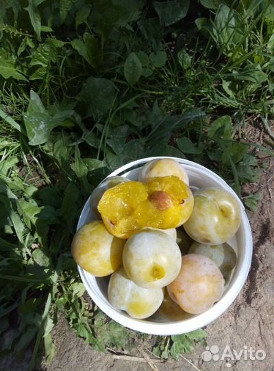 Малина, смородина,йошта, крыжовник,ежевика