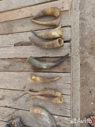 Продаю рога