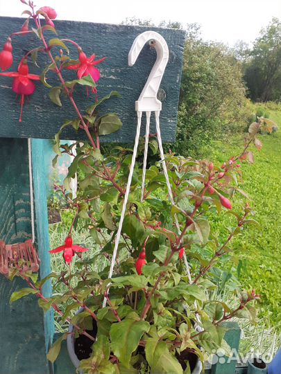 Цветочный сад