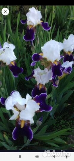 Ирисы, хосты примулы