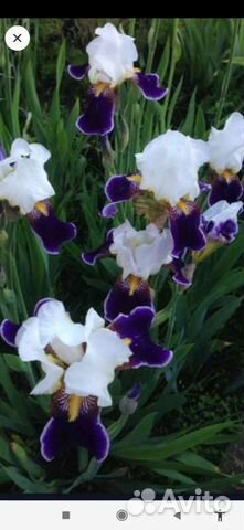 Ирисы, хосты примулы