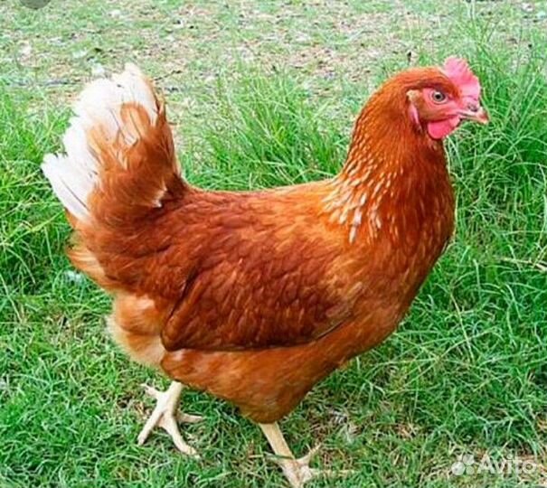 Куры несушки
