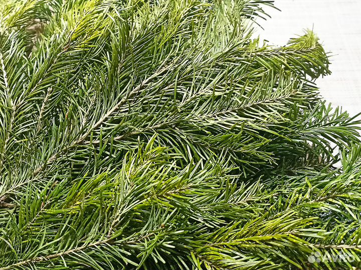 Пихтовое масло