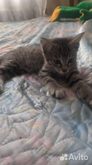 Отдам бесплатно котенка в добрые руки