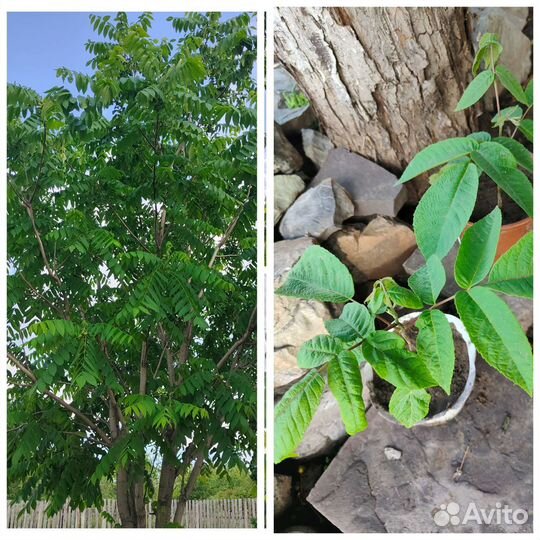 Манчужрский орех саженцы