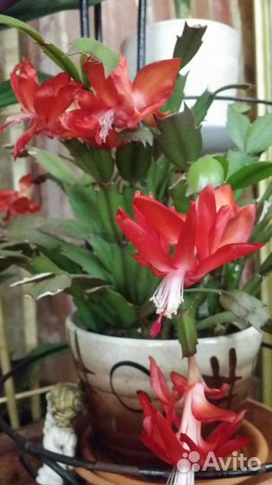 Декабрист и пасхальник. Обменяю