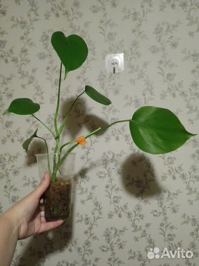 Монстера Деликатесная (2 черенка вместе )