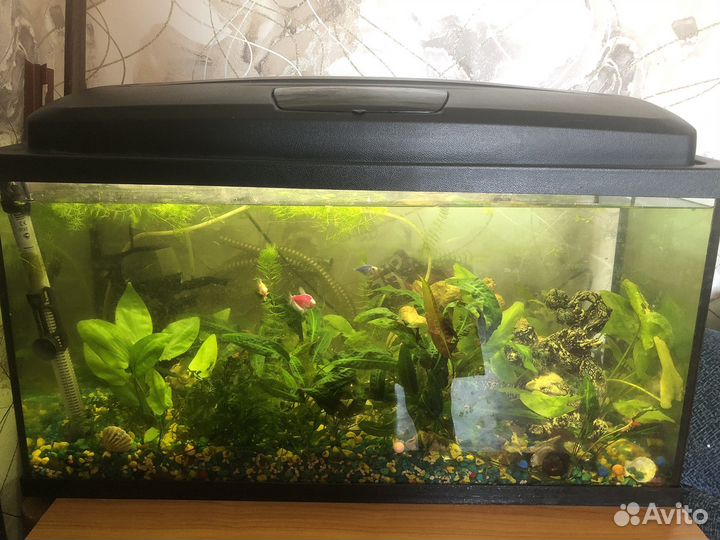 Аквариум