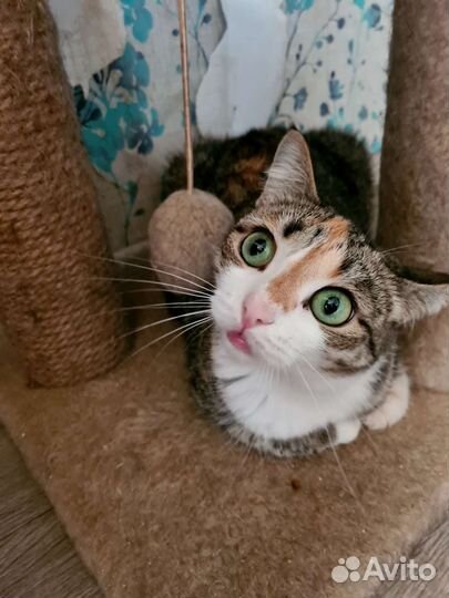 Кошка совершенство