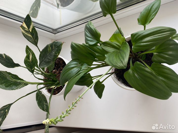 Дримиопсис