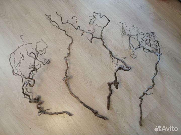 Корилус ветки