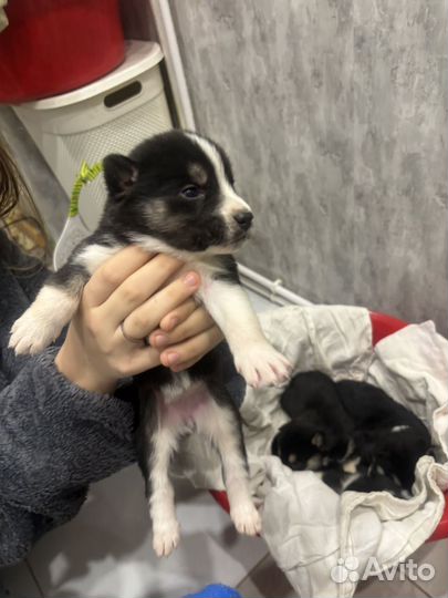 Сибирский хаски (метисы)