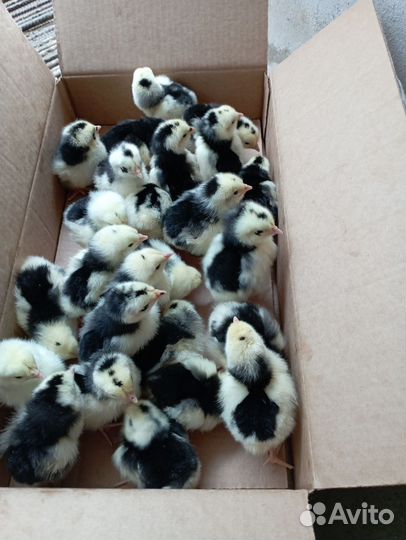 Цыплята суточные домашние