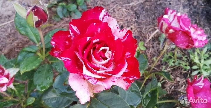 Саженцы роз и луковицы лилии