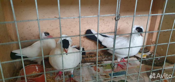 Николаевские голуби, Московские монахи